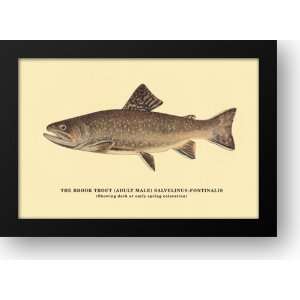 Brook Trout (Showing Dark or Early Spring Coloration) 22x16 Framed Art 