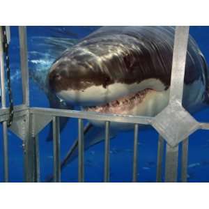 com Great White Shark Attacking a Shark Cage (Carcharodon Carcharias 