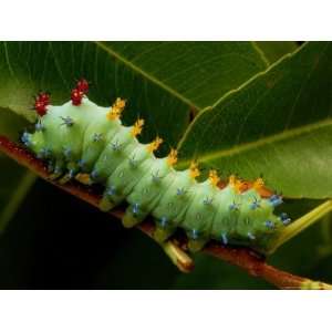 The Caterpillar of a Cecropia Moth Feeds on a Leaf National Geographic 