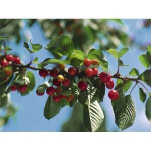  Close Up of Cherries on a Tree (Prunus Avium) Photographic 