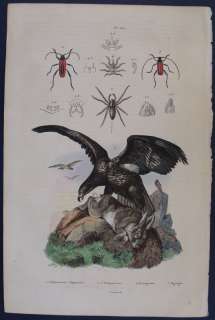BIRD. RAPTOR, EAGLE EATING A RABBIT, VARIOUS INSECTS. 1839 GUERIN 