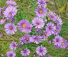   CHICORY BRILLIANT BUE DAISY LIKE PERENNIAL FLOWER SEEDS / GREAT GIFT