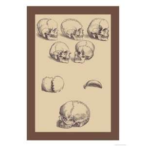  Skulls by Andreas Vesalius 12x18
