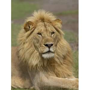 Lion (Panthera Leo), Serengeti National Park, Tanzania, East Africa 