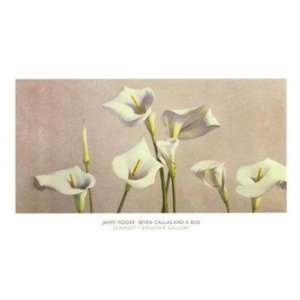   Seven Callas and a Bud   Poster by James Moore (38x22)