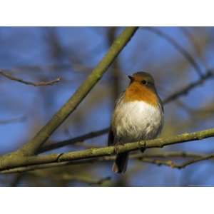  Robin, on Twig at Martin Mere Wildfowl and Wetlands Trust 