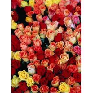  Roses for Sale at a Morning Market on Cours Saleya in the 