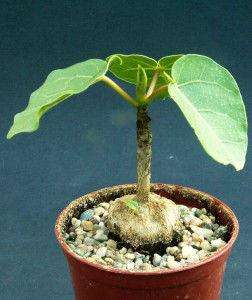 Ficus abutifolia   Large Leaf Rock Fig   10 Fresh Seeds  