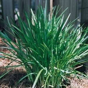  Liriope muscari Densiflora Bare Root Patio, Lawn 