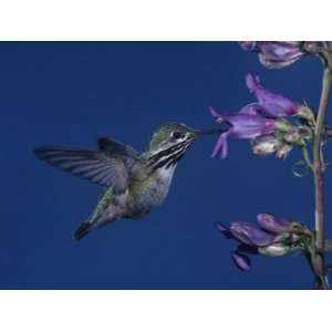  Calliope Hummingbird, Stellula Calliope, Feeding at a 