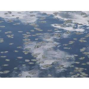  Fallen Leaves and Reflections of Clouds on the Surface of 