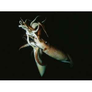 Pair of Giant Or Humboldt Squid in a Mating Embrace Photographic 