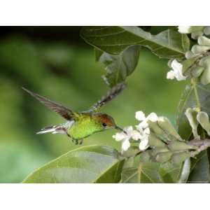  Coppery Headed Emerald Hummingbird at Flowers of the Tree 