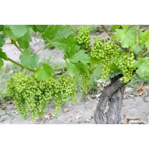  Grapes on Vine in a Vineyard, Bordeaux, France by Nadia 