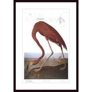   American Flamingo   Artist John James Audubon  Poster Size 21 X 31