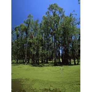 Trees in Swamp, Magnolia Plantation and Gardens, Charleston 