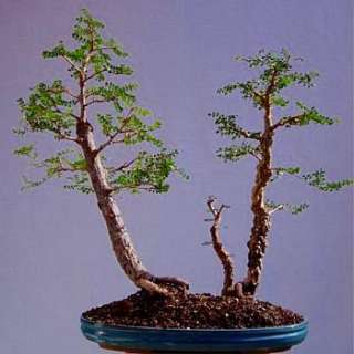 Mescal Bean Tree 10 Seeds   Sophora secundifolia   Herb  