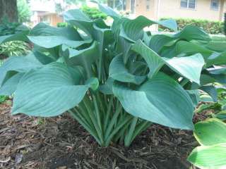 GIANT BLUE/GREEN HOSTA SEEDS ** LOW COVERAGE #1075  