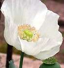 persian white poppy seeds  