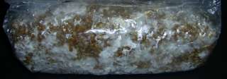 Rye berries mushroom grow bag mycolog (2) 1 lb bags  