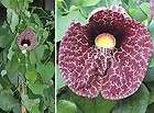 Calico Flower ~ Dutchmans Pipe (Aristoloc​hia) 50+ SEED