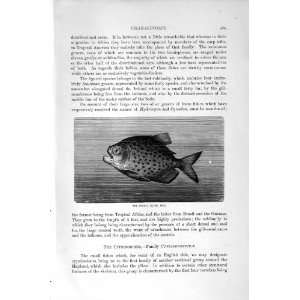   NATURAL HISTORY 1896 PIRAYA FISH CHARACINOIDS FOSSIL