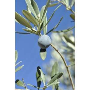 Chemlali Olive Tree Live Plant 1 2 Feet Tall NO SHIPPING TO CA, AZ, AK 