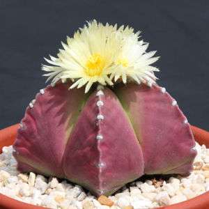 Astrophytum PURPLE nudun, @J@ rare cactus seed 20 SEEDS  