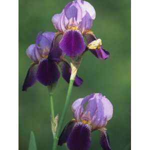  Blue Flag Iris Flowers (Iris Versicolor), Northeastern 