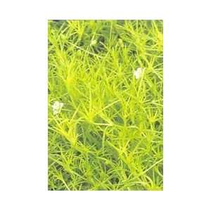  PEARLWORT SCOTCH MOSS / four inch Potted Patio, Lawn 