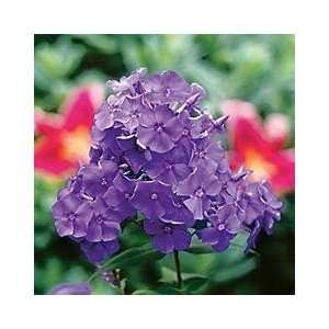   Hardy Phlox  Large Violet Blue Flowers   Potted Patio, Lawn & Garden