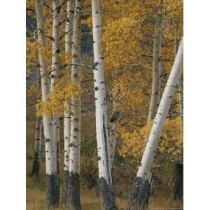  Quaking Aspen Trees in Autumn National Geographic 