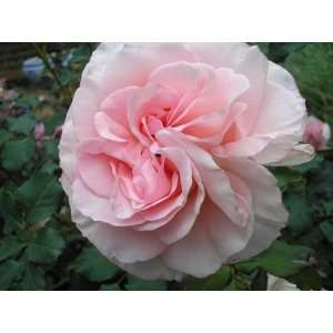  Bridal Pink Rose Seeds Packet Patio, Lawn & Garden