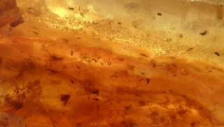   , Weevils, Spiders, Winged Insects & More In Older Copal Amber  