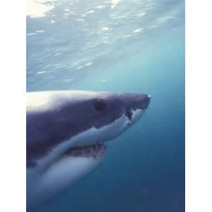  Underwater View of a Great White Shark, South Africa 