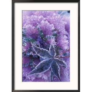  Frost covered Shrubs and Maple Leaf, Washington, USA 